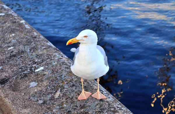 Gaviota Hambrienta Muelle Del Puerto Kiel Alemania — Foto de Stock