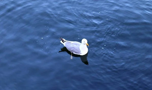 Gaviota Hambrienta Muelle Del Puerto Kiel Alemania — Foto de Stock