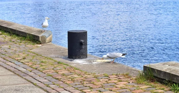 Hungrige Möwe Einer Kaimauer Des Hafens Kiel Deutschland — Stockfoto