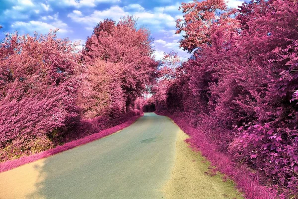 Vista Infravermelha Deslumbrante Paisagens Fantasia Roxas Com Algumas Estradas Ashpalt — Fotografia de Stock