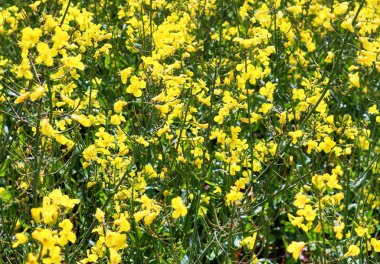 Yaz aylarında güneşli mavi gökyüzü ile güzel sarı yağlı tohum tecavüz alanı kuzey Almanya'da bulundu