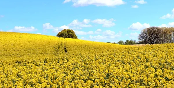 Hermoso Campo Colza Semillas Oleaginosas Amarillas Con Cielo Azul Soleado —  Fotos de Stock