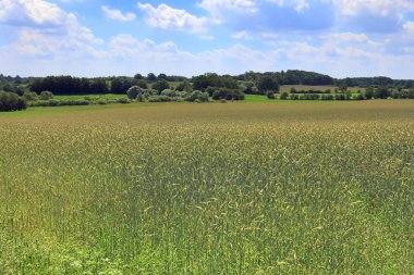 Kuzey Avrupa'da bulunan güneşli bir yaz gününde tarım salkÄ±mlarÄ± ve buğday tarlalarÄ±na gÃ1/4