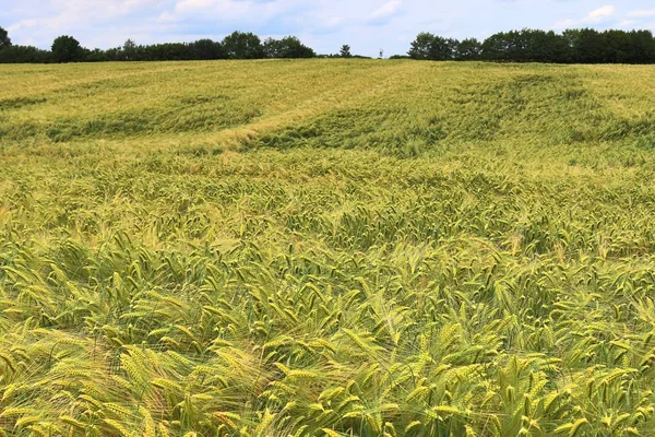Krásný Výhled Zemědělskou Plodinu Pšeničné Pole Slunečného Letního Dne Který — Stock fotografie