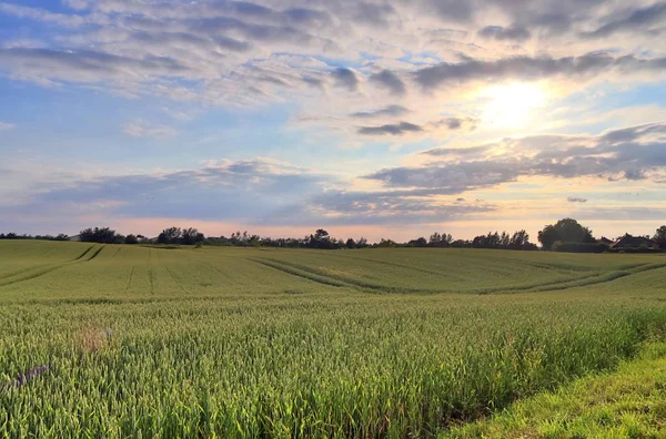 북유럽에서 발견되는 화창한 여름날 농작물과 밀밭의 아름다운 — 스톡 사진