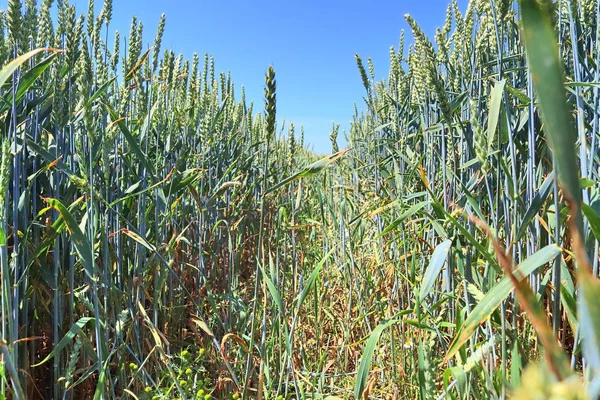 Прекрасний Вид Сільськогосподарські Культури Пшеничні Поля Сонячний Літній День Знайшли — стокове фото