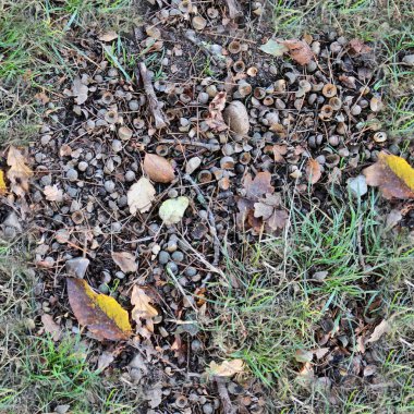 Bir orman zemin üzerinde sonbahar yaprakları Fotoğraf gerçekçi görünmeyen doku deseni