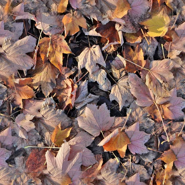 Foto Realista Patrón Textura Sin Aspecto Hojas Otoño Suelo Forestal — Foto de Stock