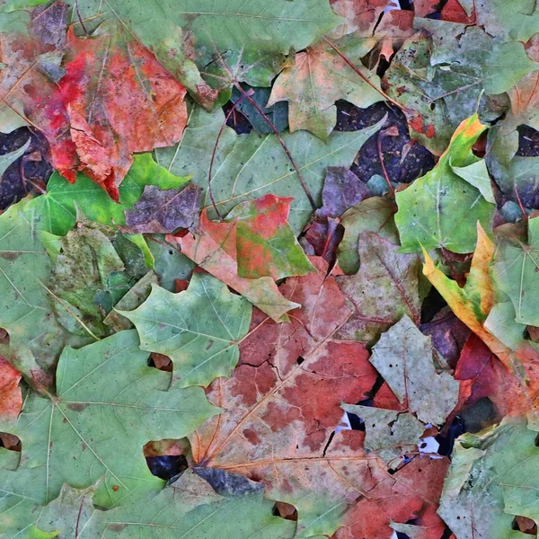 Fotorealistische Nahtlose Texturmuster Der Herbstblätter Auf Einem Waldboden — Stockfoto