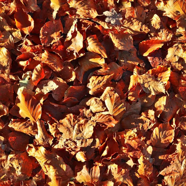 Foto Realista Padrão Textura Sem Emenda Folhas Outono Chão Floresta — Fotografia de Stock