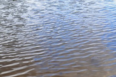 Büyük bir gölde su yüzeylerine ve sahillerine yakın görünüm