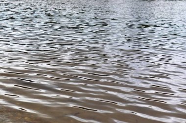 Büyük bir gölde su yüzeylerine ve sahillerine yakın görünüm