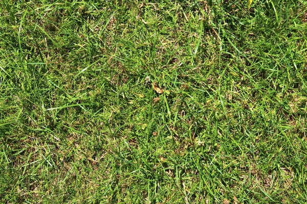 Vue Rapprochée Détaillée Sur Une Texture Herbe Verte Dans Champ — Photo