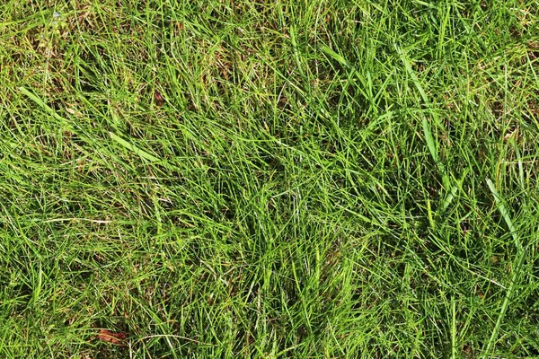 Detaillierte Nahaufnahme Einer Grünen Grasstruktur Auf Einem Sommerfeld — Stockfoto