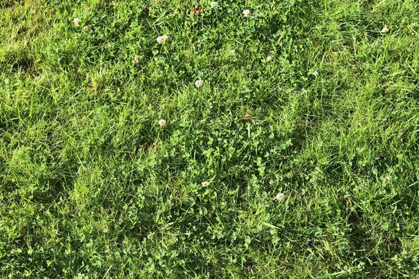 Szczegółowy Widok Bliska Zielonej Trawie Tekstury Polu Letnim — Zdjęcie stockowe