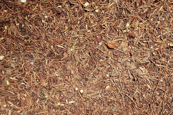 Detaillierte Nahaufnahme Auf Einem Waldgelände Mit Blättern Ästen Und Moos — Stockfoto