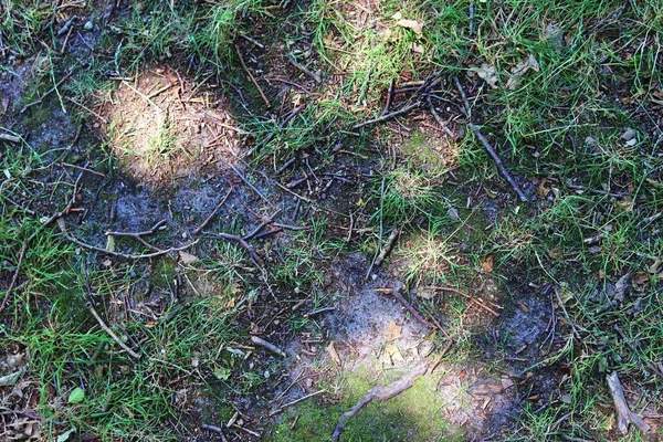 Vista Detallada Cerca Terreno Forestal Que Muestra Ramas Hojas Musgo —  Fotos de Stock