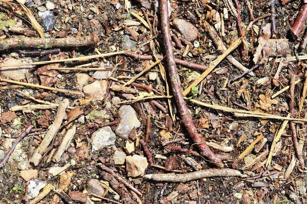 Vue Rapprochée Détaillée Sur Terrain Forestier Montrant Des Branches Feuilles — Photo