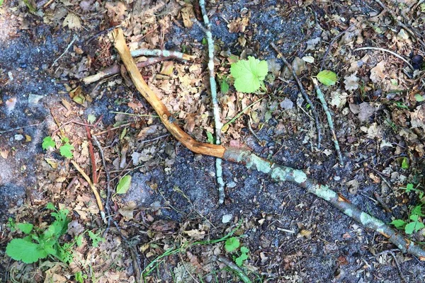 Vista Detallada Cerca Terreno Forestal Que Muestra Ramas Hojas Musgo — Foto de Stock