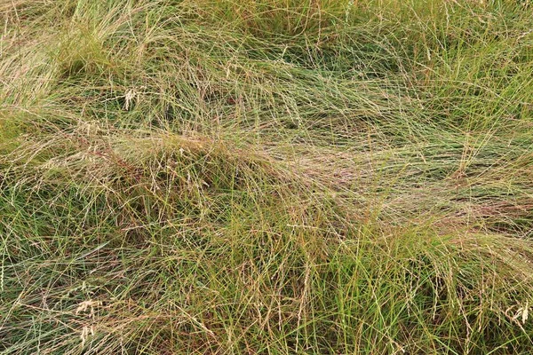 Detaillierte Nahaufnahme Auf Grünen Rasenflächen — Stockfoto