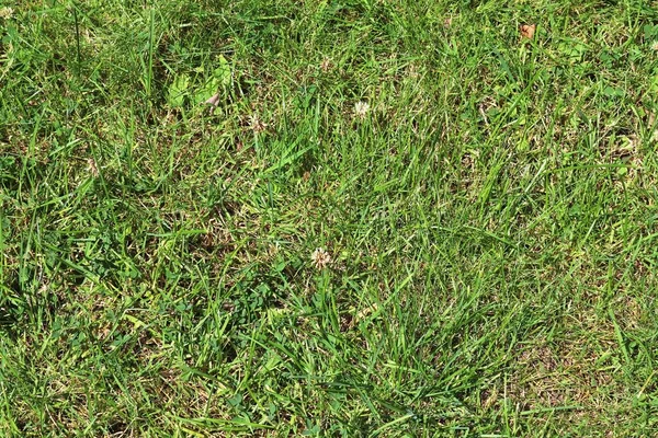 Detailed Close View Green Grass Surfaces — Stock Photo, Image
