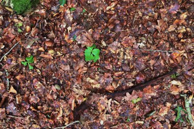 Dalları ve yaprakları ile orman zemin dokuları ayrıntılı görünümü