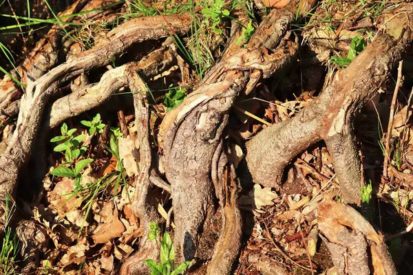 Vista Detalhada Sobre Texturas Solo Floresta Com Ramos Folhas — Fotografia de Stock