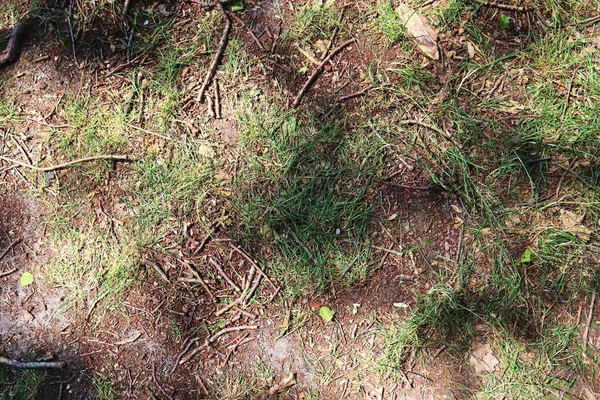 枝や葉を持つ森林地盤テクスチャの詳細ビュー — ストック写真
