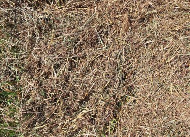 Kuzey Avrupa'da mahsul ve buğday tarlası dokuları hakkında güzel ve detaylı yakından görünüm