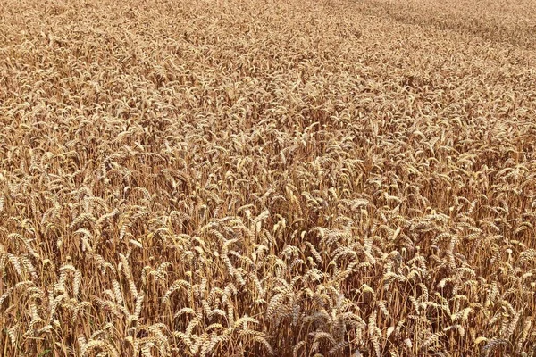 Beautiful and detailed close up view on crop and wheat field textures in northern europe