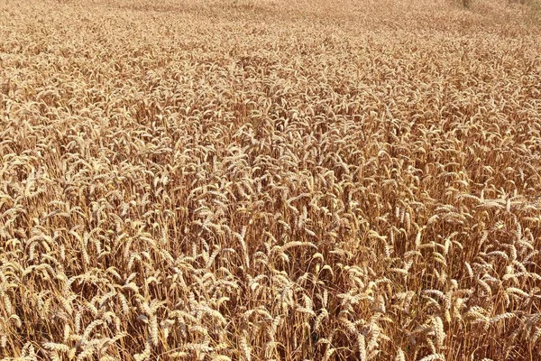 Beautiful and detailed close up view on crop and wheat field textures in northern europe