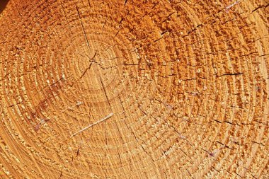 Ormanda odun ve ahşap günlüklere detaylı yakın görünüm