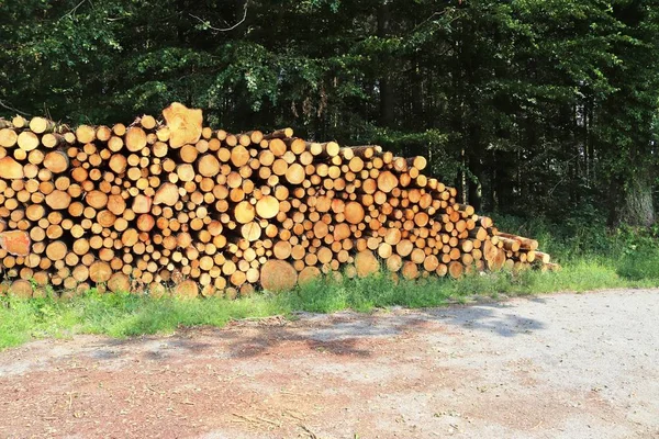 Gedetailleerd Close Zicht Brandhout Houten Boomstammen Een Bos — Stockfoto