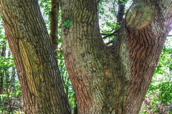 Szczegółowy Widok Zielony Las Drzew Letnich Światła Słonecznego — Zdjęcie stockowe