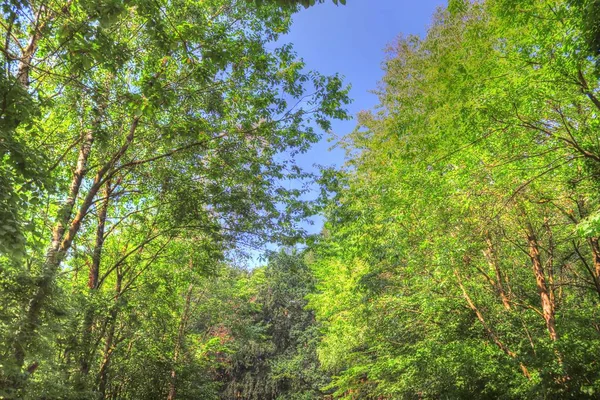 Vista Detalhada Para Uma Floresta Verde Com Árvores Verão Luz — Fotografia de Stock