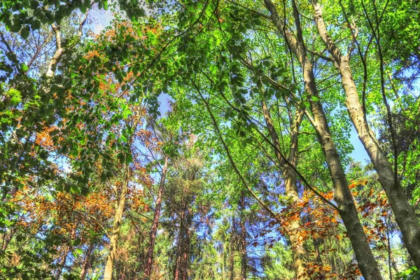 Vista Detalhada Para Uma Floresta Verde Com Árvores Verão Luz — Fotografia de Stock