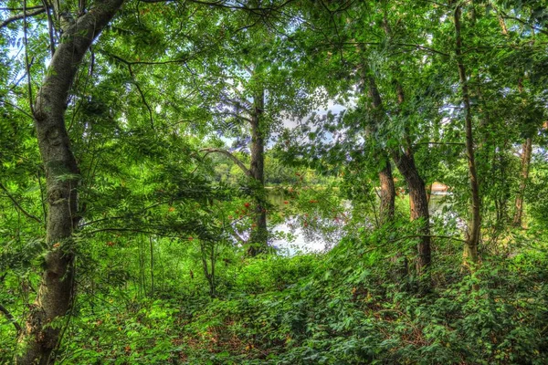 Vista Detalhada Para Uma Floresta Verde Com Árvores Verão Luz — Fotografia de Stock