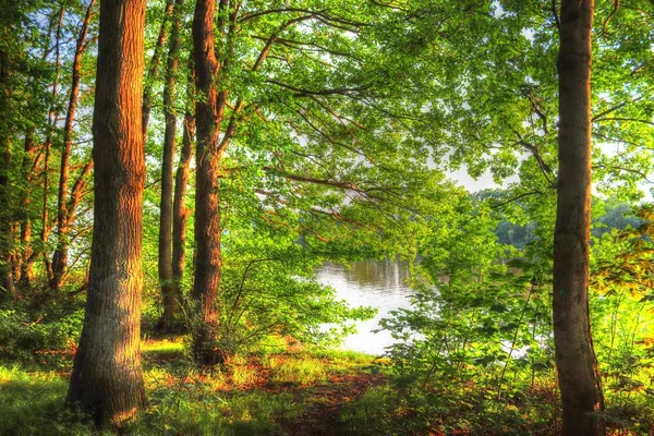 Vista Detalhada Para Uma Floresta Verde Com Árvores Verão Luz — Fotografia de Stock