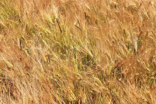 収穫の準備ができている小麦と作物植物と農業分野の詳細なクローズアップビュー — ストック写真