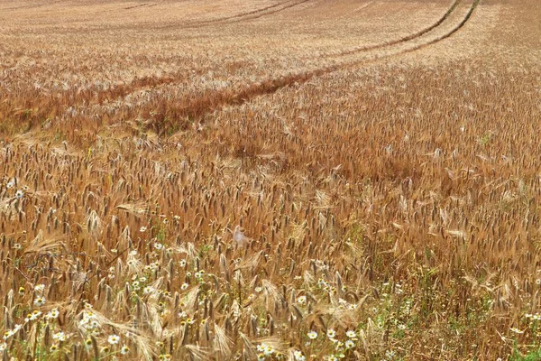 Детальний Вид Крупним Планом Сільськогосподарські Поля Пшеничними Культурними Рослинами Готовими — стокове фото