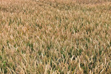 Hasata hazır buğday ve ekin bitkileri ile tarım salonları hakkında detaylı yakın görünüm