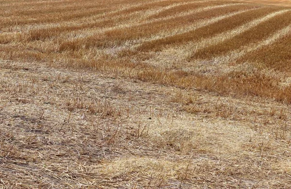 农田的详细特写 小麦和作物植物准备收获 — 图库照片
