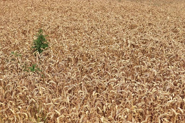 农田的详细特写 小麦和作物植物准备收获 — 图库照片