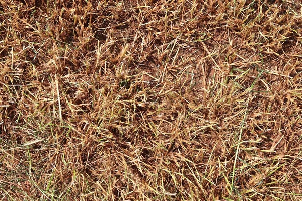 Detailaufnahme Auf Goldenem Stroh Auf Einem Landwirtschaftlichen Feld — Stockfoto