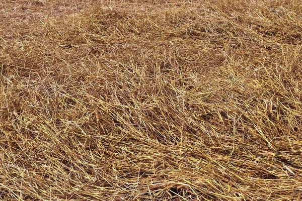 Detailaufnahme Auf Goldenem Stroh Auf Einem Landwirtschaftlichen Feld — Stockfoto