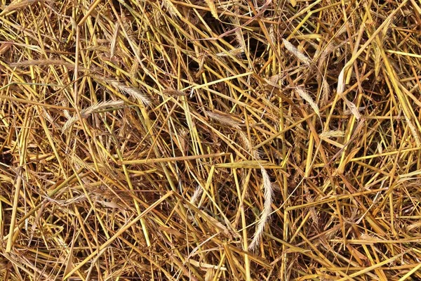 Detailaufnahme Auf Goldenem Stroh Auf Einem Landwirtschaftlichen Feld — Stockfoto