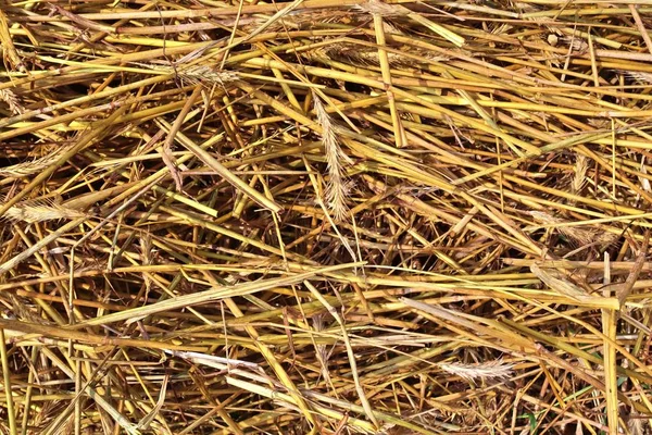 Detailaufnahme Auf Goldenem Stroh Auf Einem Landwirtschaftlichen Feld — Stockfoto