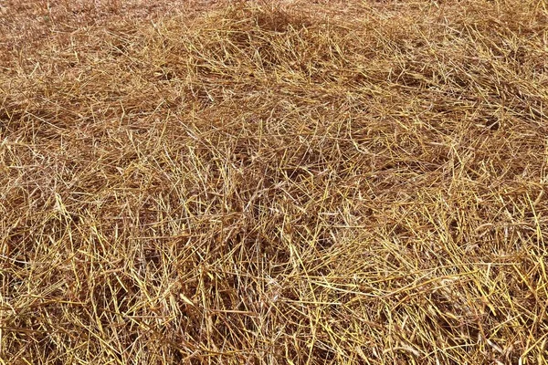Detailaufnahme Auf Goldenem Stroh Auf Einem Landwirtschaftlichen Feld — Stockfoto