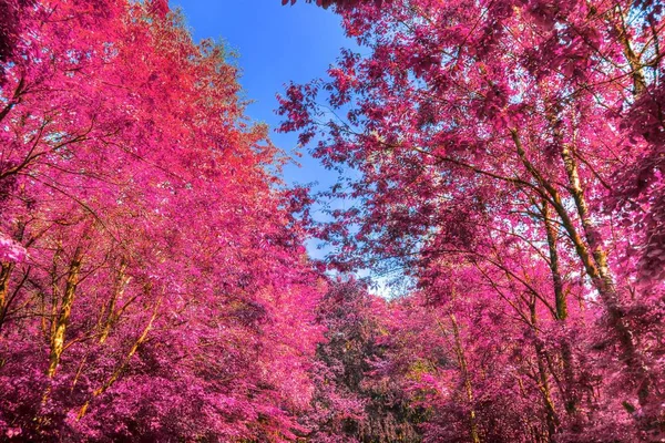 Piękne Zdjęcia Podczerwieni Różowych Purpurowych Krajobrazów Leśnych — Zdjęcie stockowe