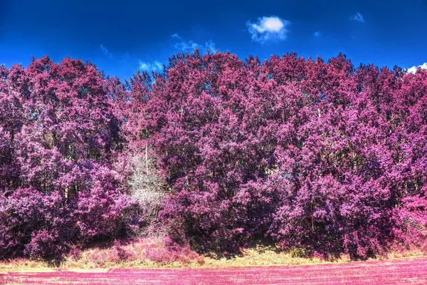 ピンクと紫の森の風景の美しい赤外線ショット — ストック写真